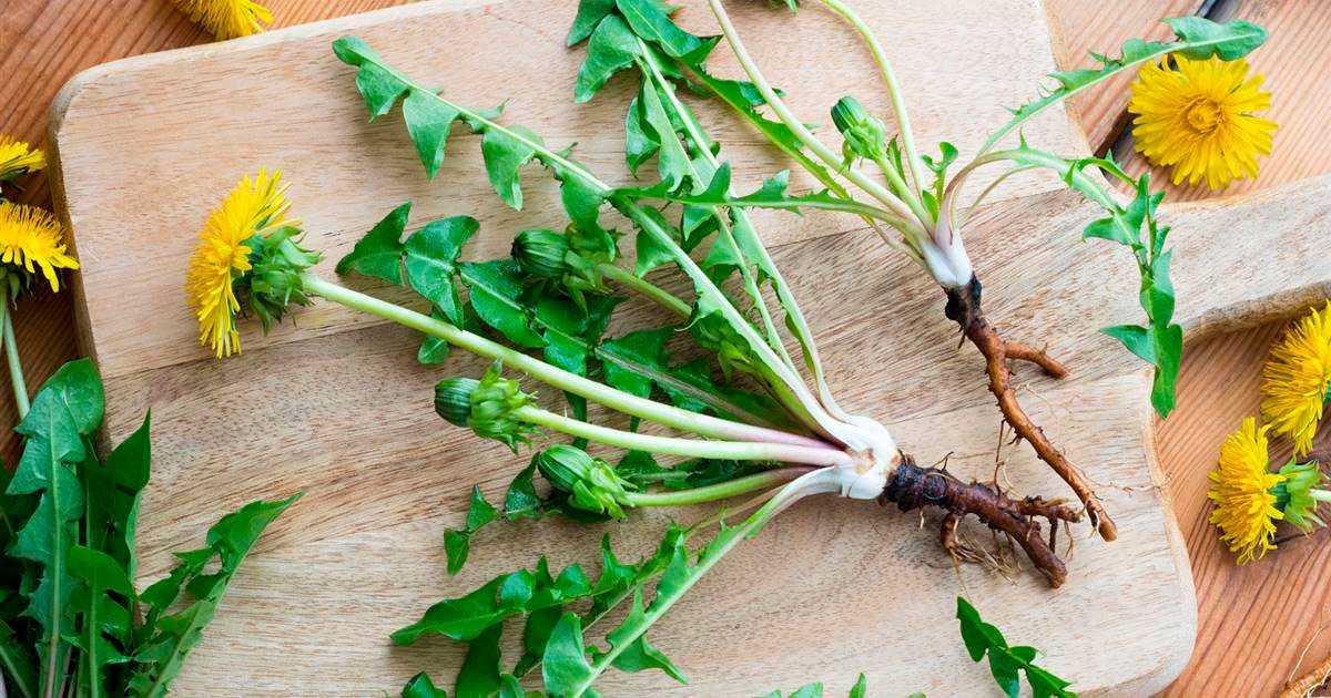 El poder oculto del diente de león